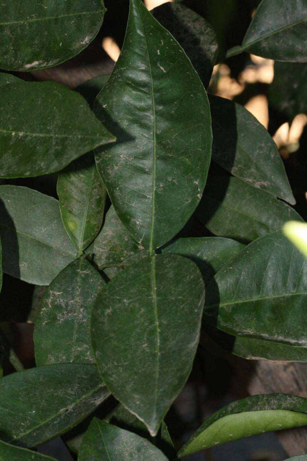              Shade leaves (Riverside, CA)       